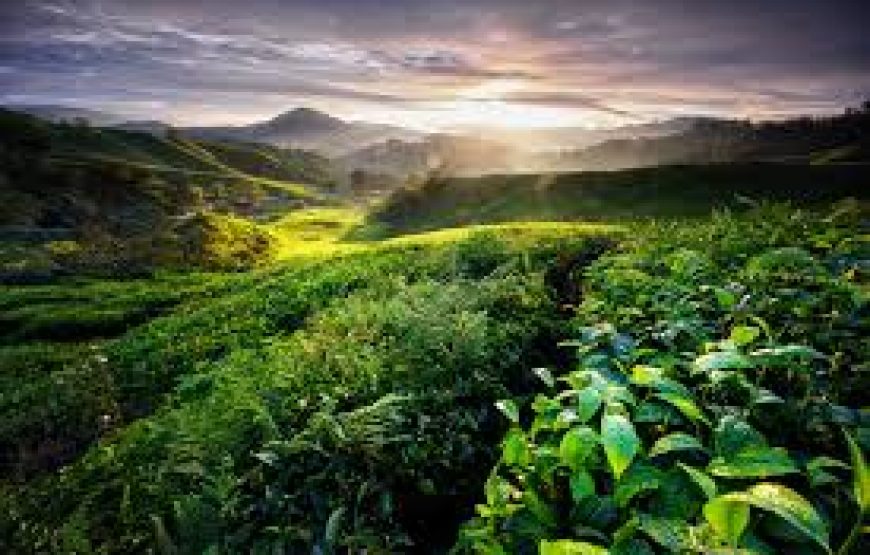 Day Tour Cameron Highland