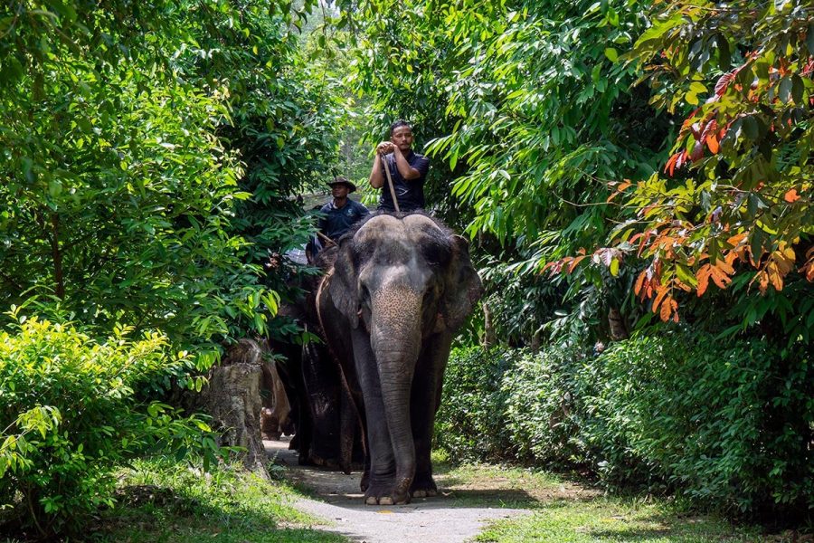 Day Tour Kuala Gandah Elephant Sanctuary
